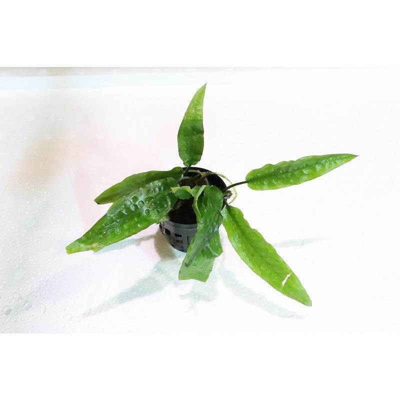 水草 クリプトコリネ ウィステリアーナ 輸入品 1ポット 陰性水草 Zf07 ペットバルーン ヤフー店 通販 Yahoo ショッピング
