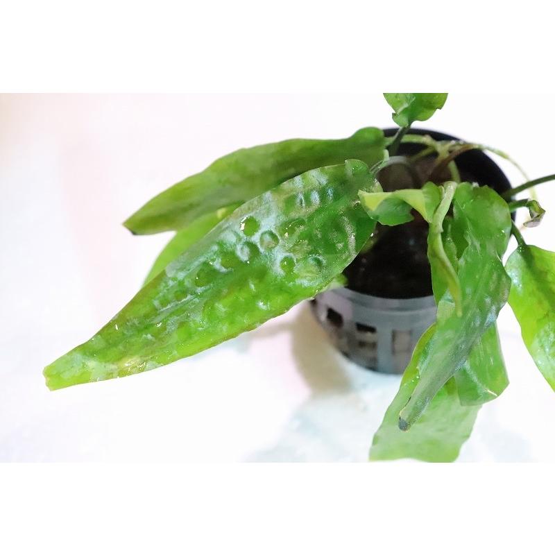 水草 クリプトコリネ ウィステリアーナ 輸入品 1ポット 陰性水草 Zf07 ペットバルーン ヤフー店 通販 Yahoo ショッピング