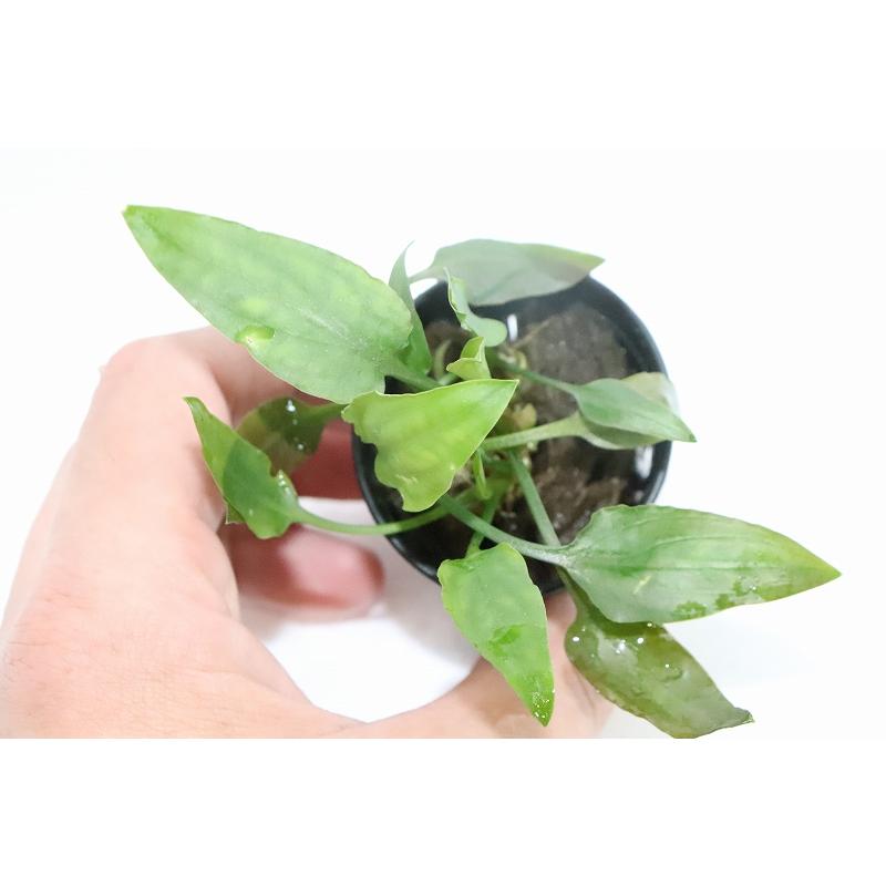 水草 クリプトコリネ ウェンティ グリーンゲッコー 輸入品 1ポット 陰性水草 Zf07 ペットバルーン ヤフー店 通販 Yahoo ショッピング