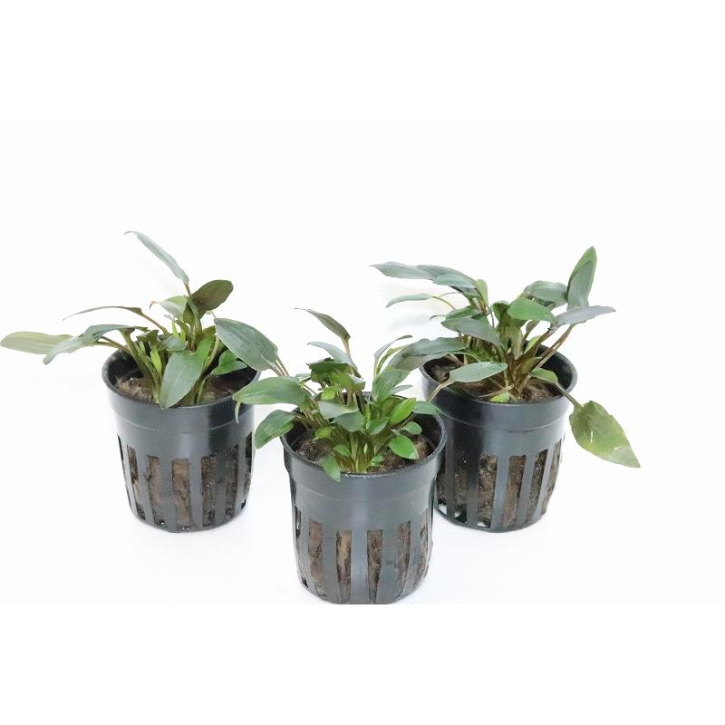 水草 クリプトコリネ ウェンティ ブラウン インド 輸入品 1ポット 陰性水草 Zf07 ペットバルーン ヤフー店 通販 Yahoo ショッピング