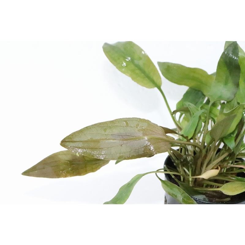 水草 クリプトコリネ ベケッティ 輸入品 1ポット 陰性水草 Zf07 ペットバルーン ヤフー店 通販 Yahoo ショッピング