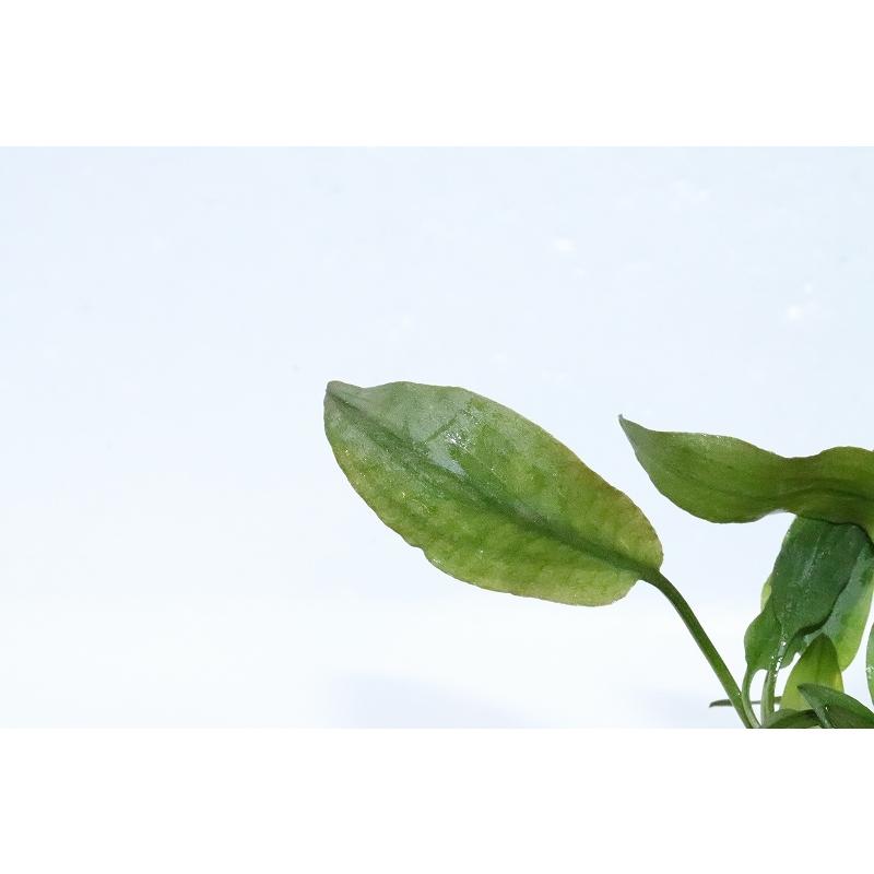 水草 クリプトコリネ ベケッティ 輸入品 1ポット 陰性水草 Zf07 ペットバルーン ヤフー店 通販 Yahoo ショッピング