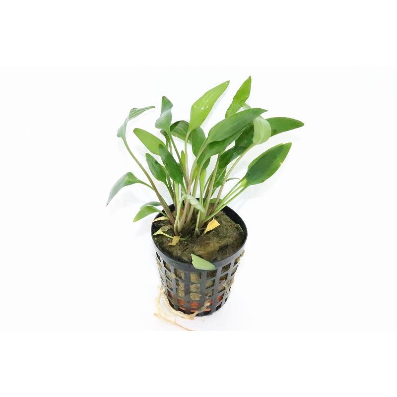 水草 クリプトコリネ ネビリー 輸入品 1ポット 陰性水草 Zf07 ペットバルーン ヤフー店 通販 Yahoo ショッピング