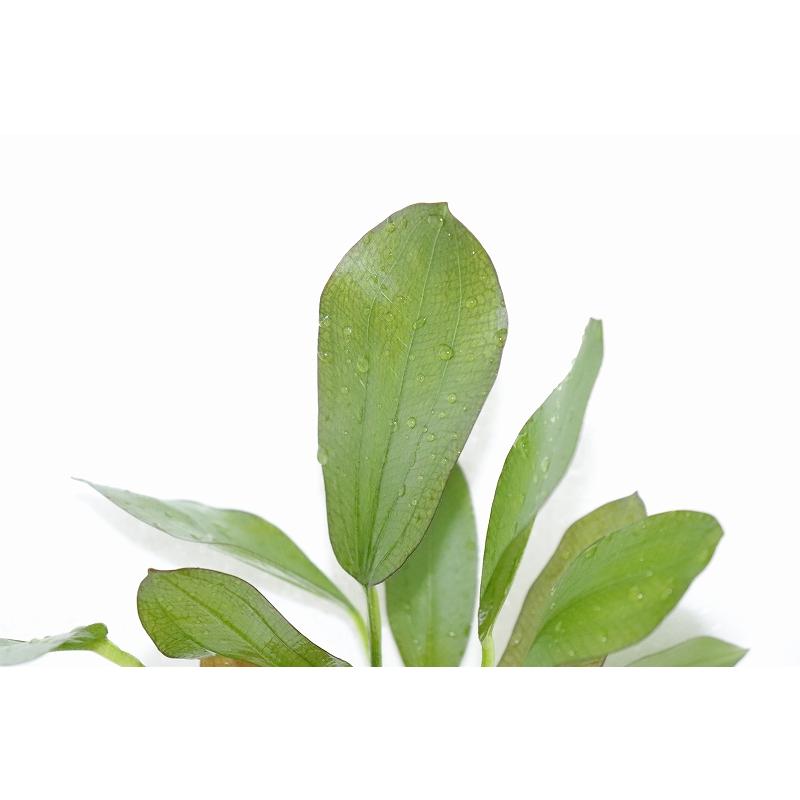 水草】エキノドルス レッドフェニックス(輸入品)【1ポット】(有茎水草) :zf08-10516041:ペットバルーン ヤフー店 - 通販 - Yahoo!ショッピング 水草】エキノドルス レッドフェニックス(輸入品)【1ポット】(有茎水草) :zf08-10516041:ペットバルーン ヤフー店 - 通販 - Yahoo!ショッピング