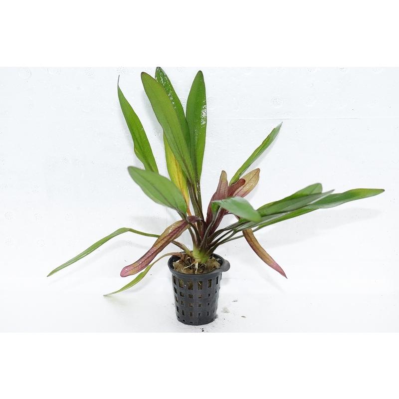 水草 エキノドルス ルビン ナローリーフ 輸入品 1ポット 有茎水草 Zf08 ペットバルーン ヤフー店 通販 Yahoo ショッピング