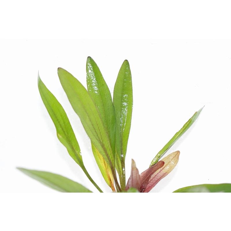 水草】エキノドルス ルビン ナローリーフ(輸入品)【1ポット】(有茎水草) :zf08-10516061:ペットバルーン ヤフー店 - 通販 - Yahoo!ショッピング 水草】エキノドルス ルビン ナローリーフ(輸入品)【1ポット】(有茎水草) :zf08-10516061:ペットバルーン ヤフー店 - 通販 - Yahoo!ショッピング