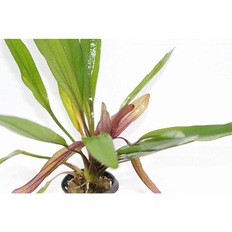 水草】エキノドルス ルビン ナローリーフ(輸入品)【1ポット】(有茎水草) :zf08-10516061:ペットバルーン ヤフー店 - 通販 - Yahoo!ショッピング 水草】エキノドルス ルビン ナローリーフ(輸入品)【1ポット】(有茎水草) :zf08-10516061:ペットバルーン ヤフー店 - 通販 - Yahoo!ショッピング