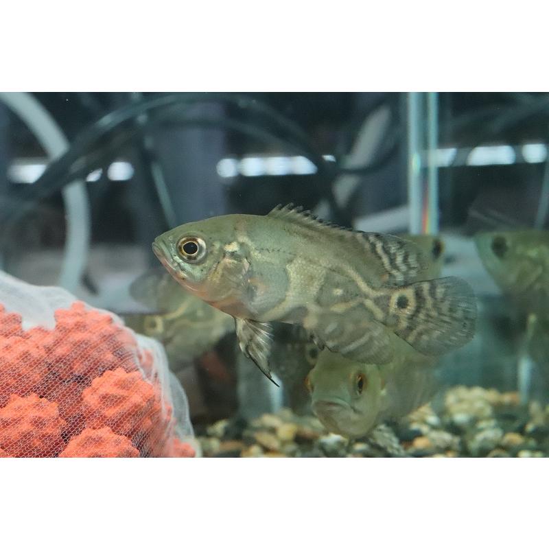 淡水魚 激安 超大特価 ブラジル便 ワイルドオスカー プルス産 １匹 サンプル画像 5cm 大型魚
