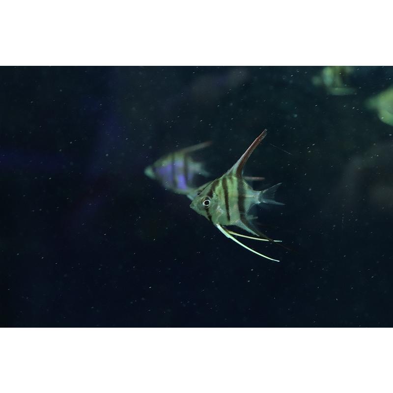 2匹】アルタムエンゼル サンタイザベル産 F1 熱帯魚水槽に 冷凍赤虫付き