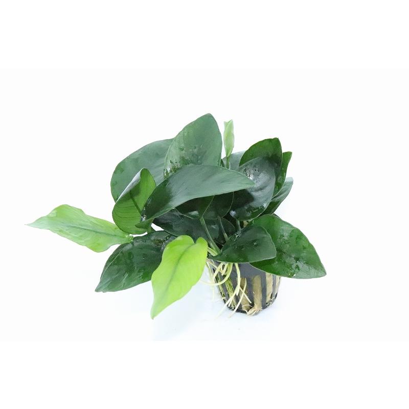 水草 アヌビアス ナナ アイズ 輸入品 1ポット 陰性水草 Zf12 ペットバルーン ヤフー店 通販 Yahoo ショッピング