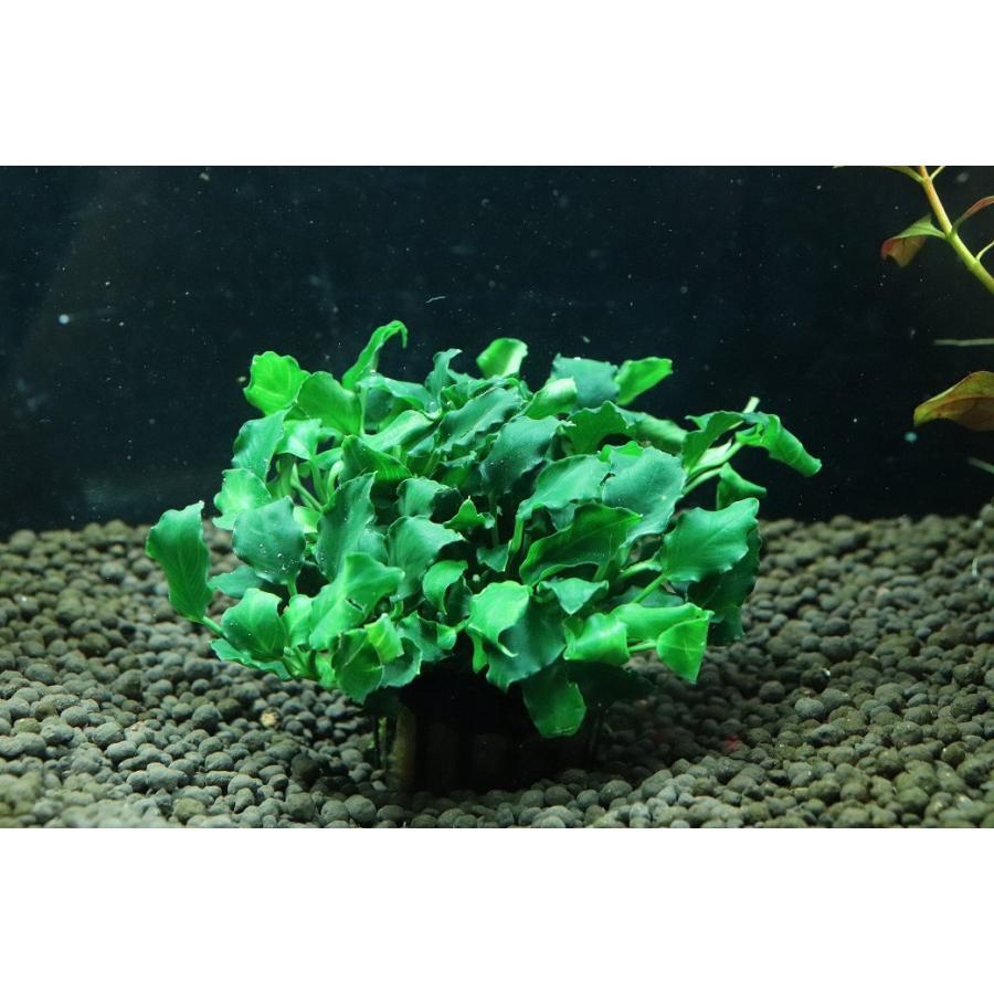 通販 水草】アヌビアス キリン ミニ(輸入品)【1ポット サンプル画像