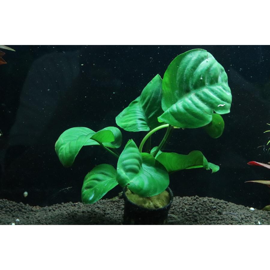 通販 水草】アヌビアス バルテリー エメラルドブルーム(輸入品)【1