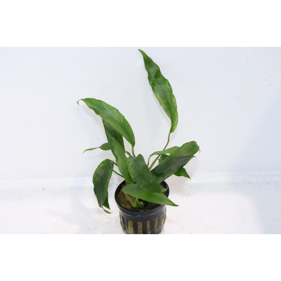 通販 水草】アヌビアス ミニマ 斑入り(輸入品)【1ポット サンプル画像