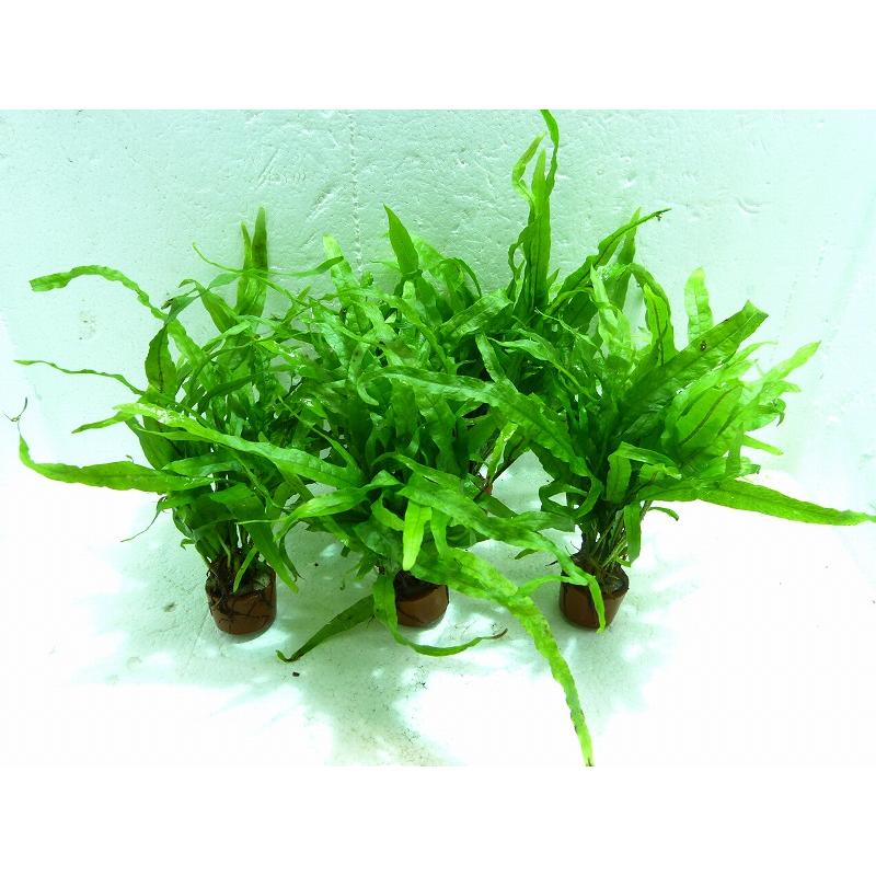 水草 お取り寄せ ミクロソリウム トライデント 輸入品 5束 Zf13 f31 ペットバルーン ヤフー店 通販 Yahoo ショッピング