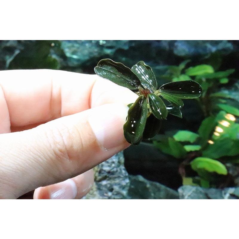 水草 ブセファランドラspクダガンラウンドリーフ 無農薬 1株 Zf15 e01 ペットバルーン ヤフー店 通販 Yahoo ショッピング