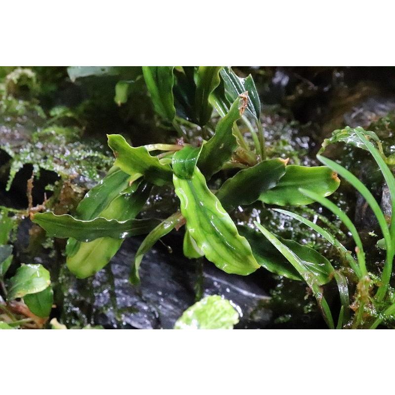 スーパーセール 超大株 左 水草 ブセファランドラ クダガン 魚用品 水草