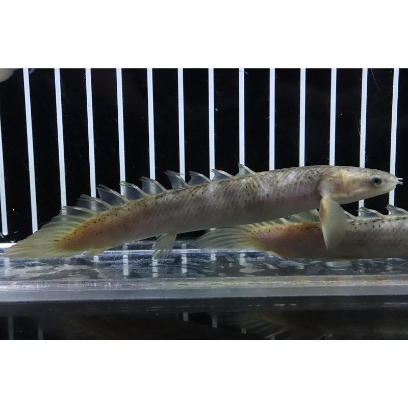 淡水魚】 超激レア ポリプテルス セネガルスマーブル ハイブリッド 