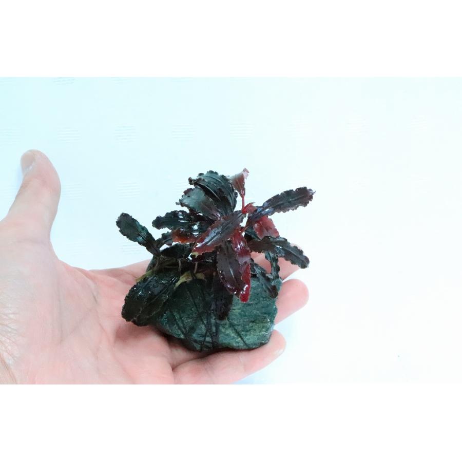 水草 国産 ブセファランドラ クダガン 2株石付き 無農薬 1個 ブセファランドラ Zf16 ペットバルーン ヤフー店 通販 Yahoo ショッピング