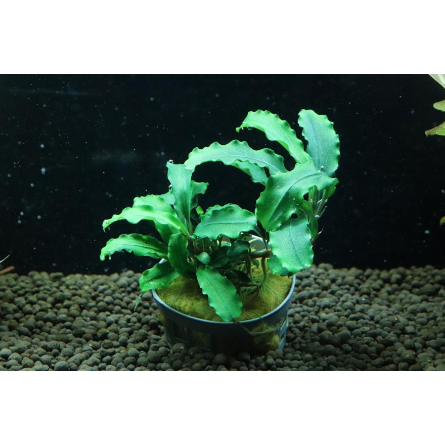 通販 水草】ブセファランドラ sp グリーンベルベット(輸入品)【1ポット