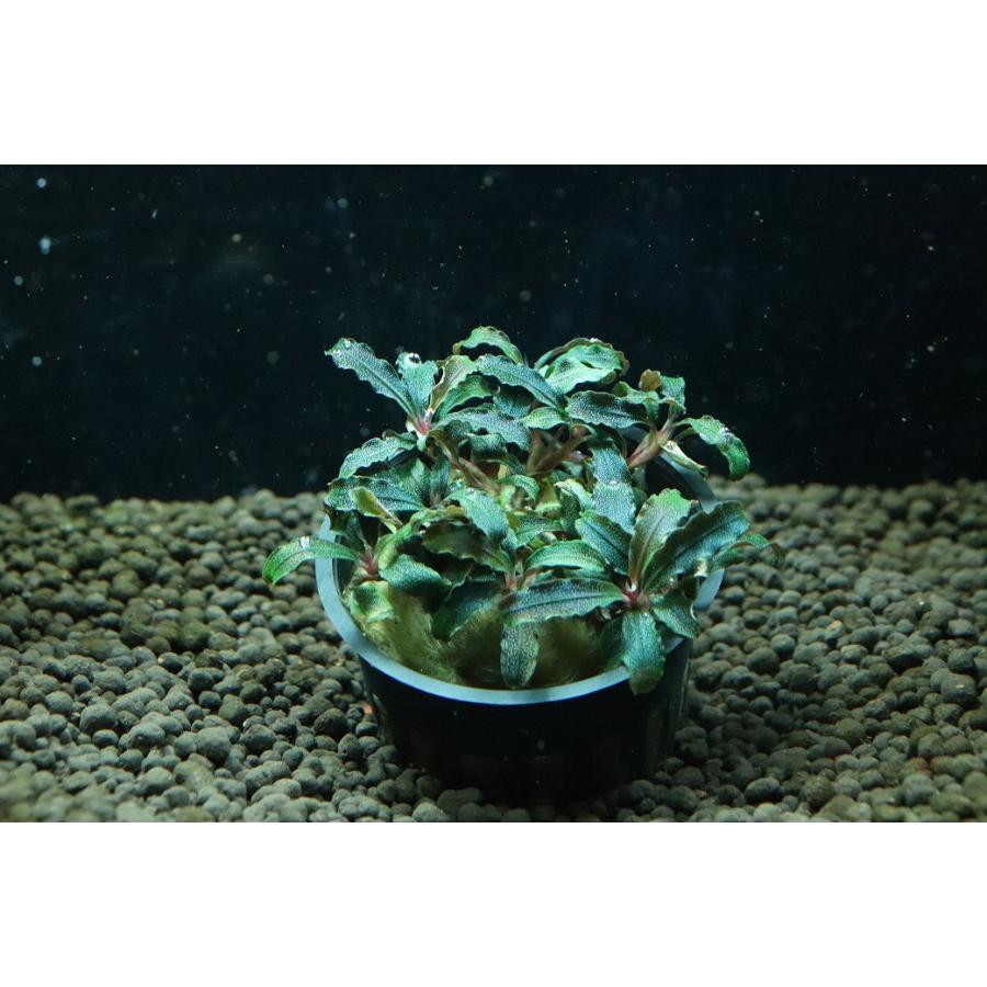 通販 水草】ブセファランドラ sp クダガン(輸入品)【1ポット サンプル