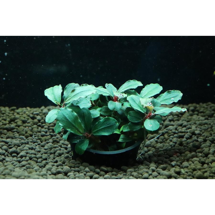 通販 水草】ブセファランドラ sp ブラウニーゴースト(輸入品)【1ポット
