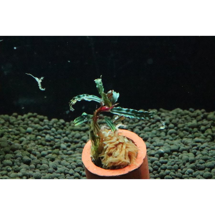 通販 水草】ブセファランドラ sp カテリナエ レッド(輸入品)【1株