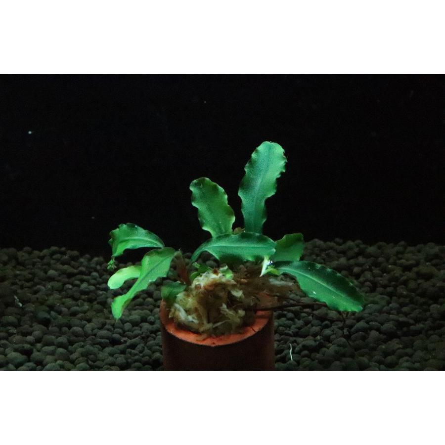 通販 水草】ブセファランドラ sp アルテミス(輸入品)【1株 サンプル