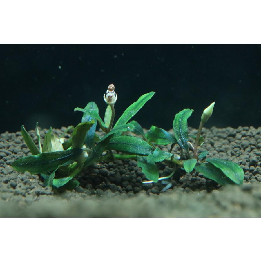水草※ブセファランドラ・クアラクアヤン(1株) 【公式通販】