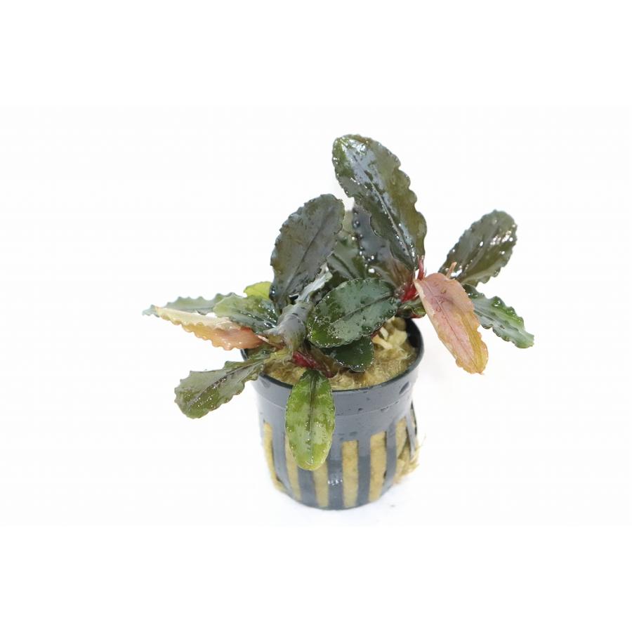 通販 水草】ブセファランドラ パープルウェーブ(輸入品)【1ポット
