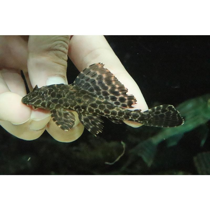 淡水魚】超大特価 ワイルドセルフィンプレコ ネグロ産＆コロンビア産  