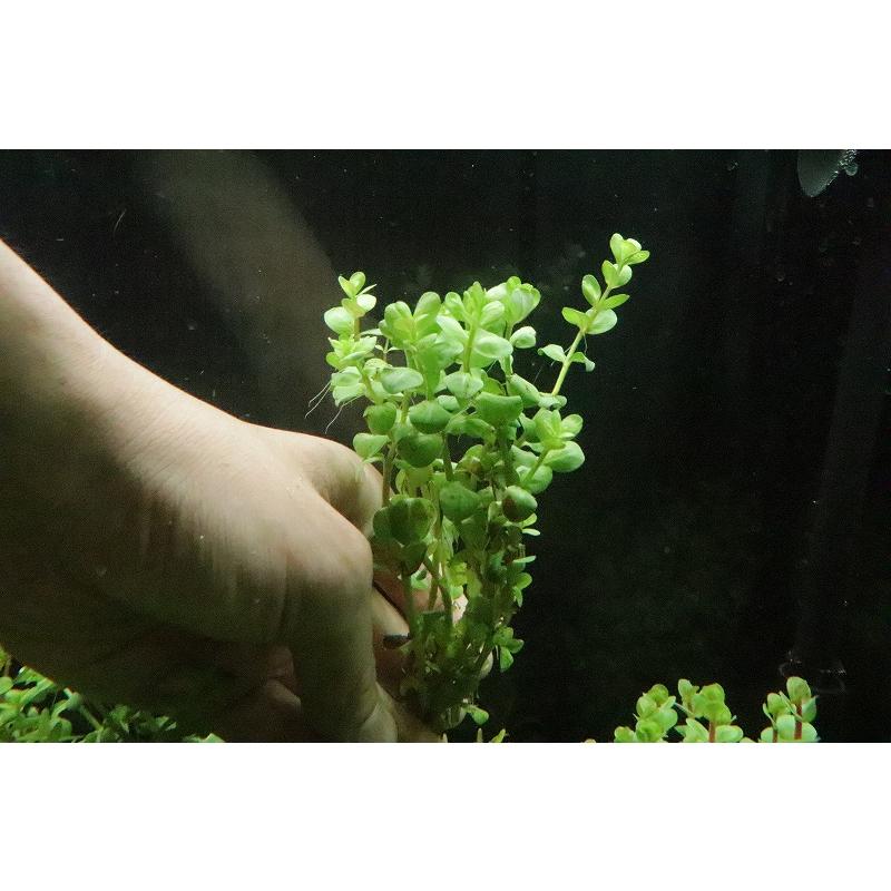 水草 ロタラ 即納 最大半額 ロトンディフォリア オレンジジュース 有茎水草 1束 輸入品