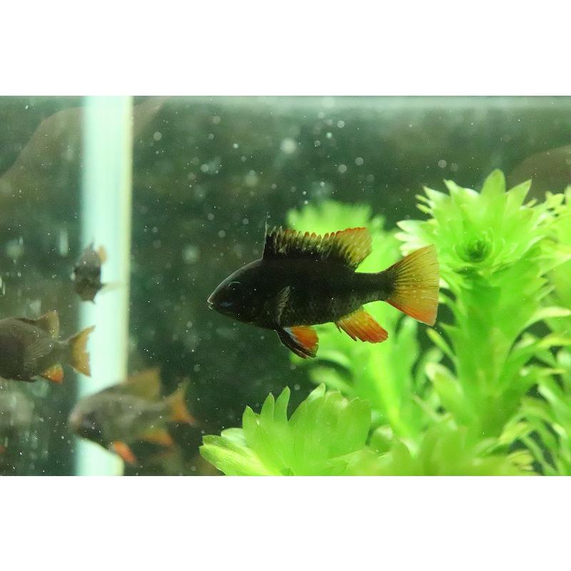スーパーブラックラミレジィ×4、ゴールデンラミレジィ×1 淡水魚】激レア Lサイズ スーパーブラックラミレジィ【1匹 サンプル
