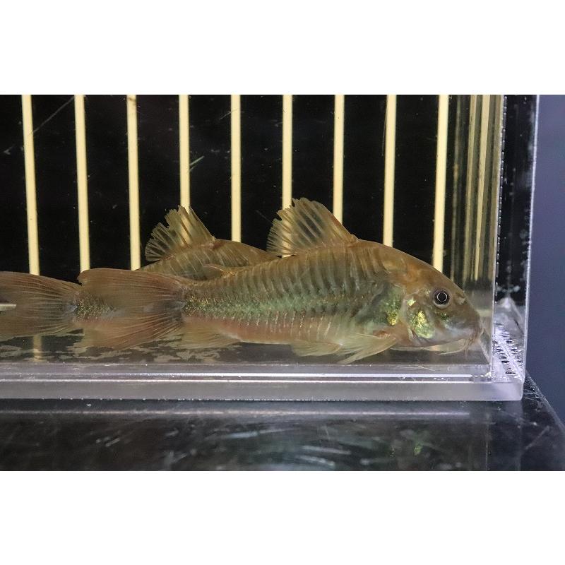 淡水魚 激安超大特価 新種 コリドラス Sp フレスコ ノーバオリンダ ワイルド １匹サンプル画像 6 7cm Zf32 ペットバルーン ヤフー店 通販 Yahoo ショッピング