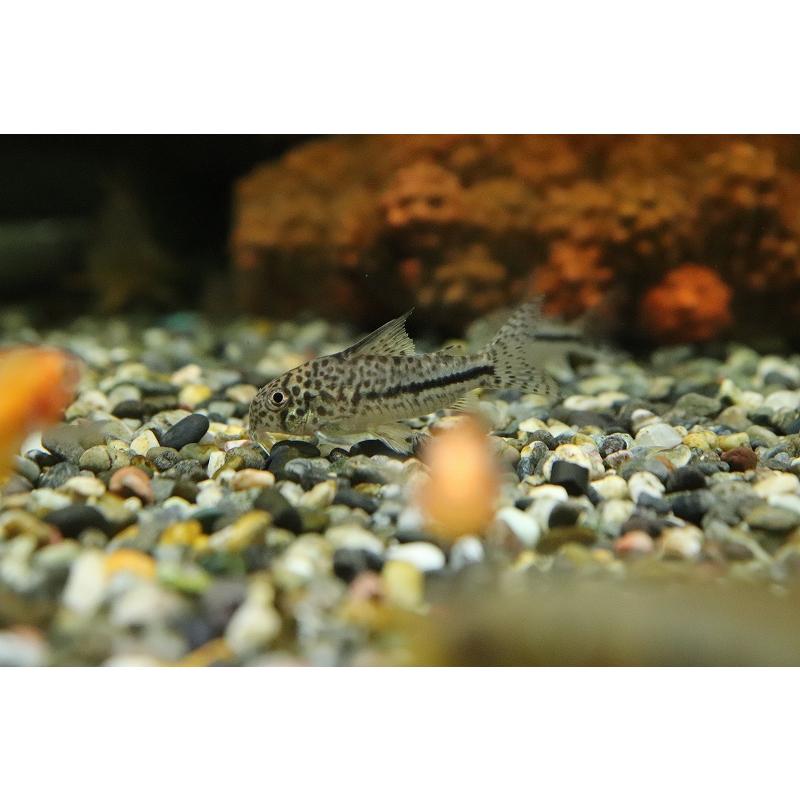 21福袋 淡水魚 レア種 コリドラス ニューシパルウィニー スリナムカバレボリバー産 ワイルド １匹 サンプル画像 4cm 激安 即納 Www Libratherm Com