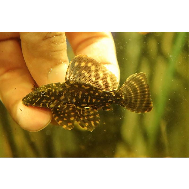 激レア ショートボディ オレンジスポットセルフィンプレコ 5cm プレコ Majesticxpress Com