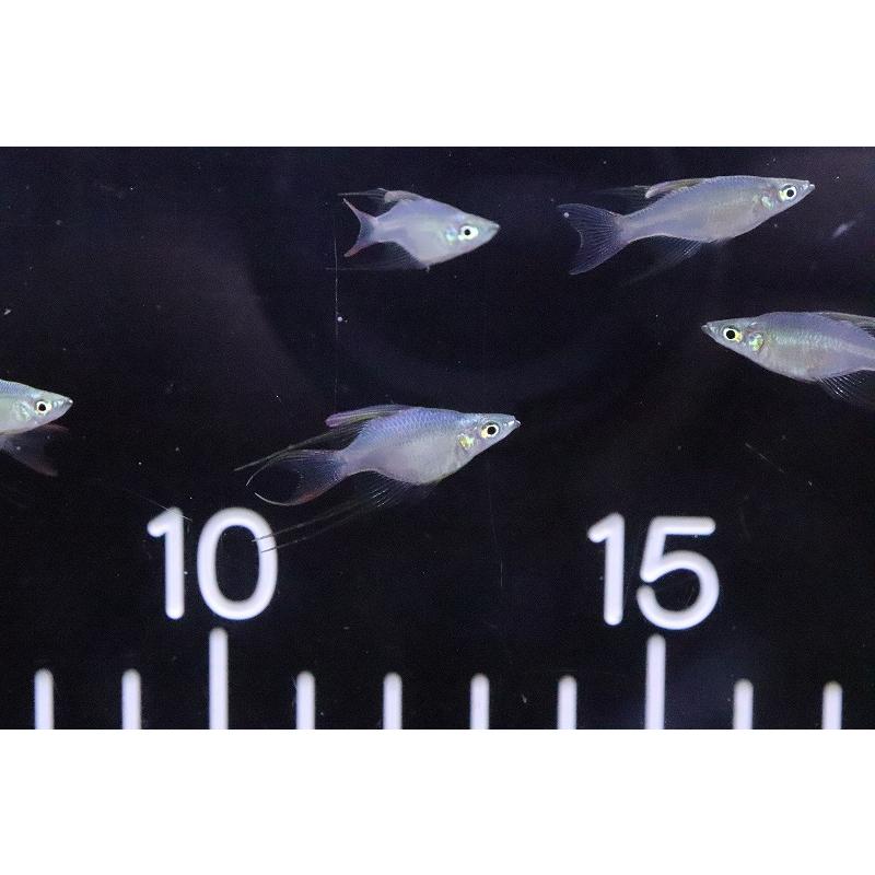淡水魚 超激レア 新種 バルーンニューギニアレインボーフィッシュ １匹 サンプル画像 レインボーフィッシュ Zf36 ペットバルーン ヤフー店 通販 Yahoo ショッピング