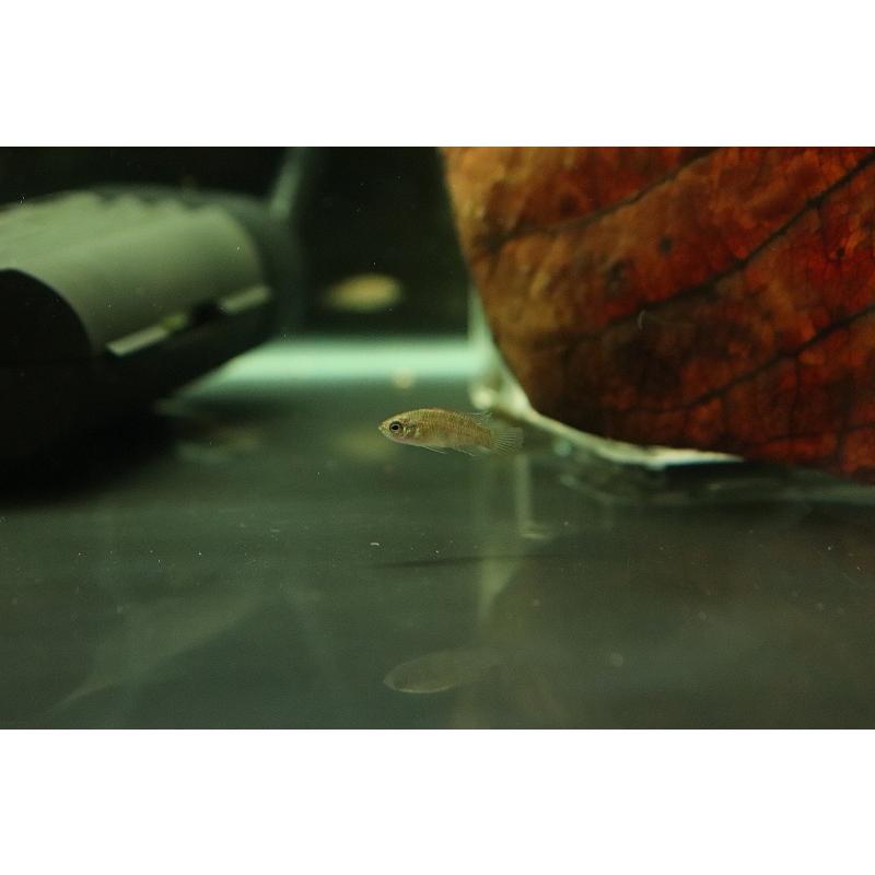 淡水魚 メス個体 スカーレットジェム １匹 サンプル画像 人気定番の