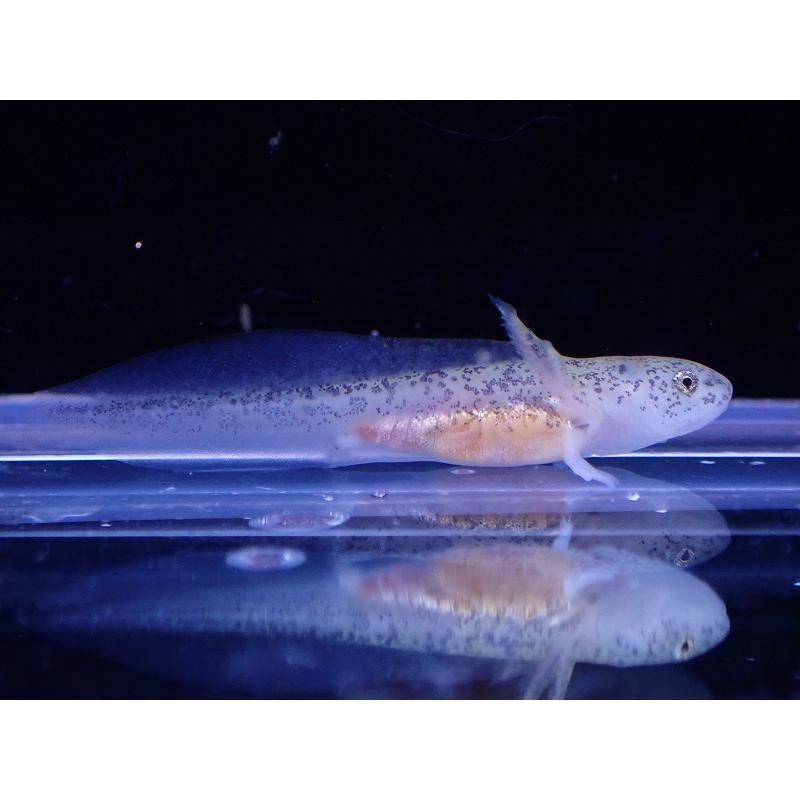 淡水魚 入荷激減 ウーパールーパー ベビー マーブル １匹 サンプル画像 2 3cm ウーパールーパー Zf52 ペットバルーン ヤフー店 通販 Yahoo ショッピング