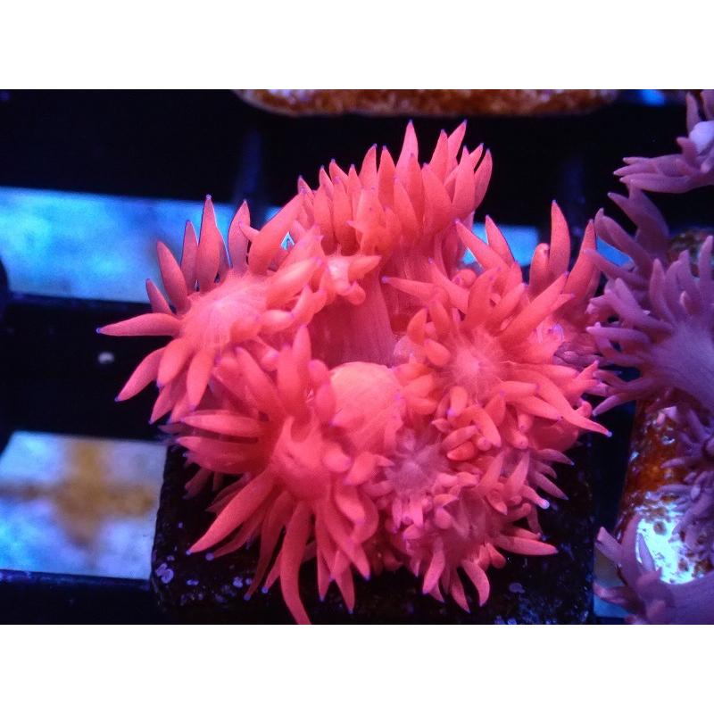 海外ブランド サンゴ 観賞魚 海水魚 サンゴ ハナガササンゴ フラグ ピンク オーストラリア産 1個 2ｃｍ サンプル画像 生体 アクアリウム ペット 生体 観賞魚生体 Icmcmasjid Org