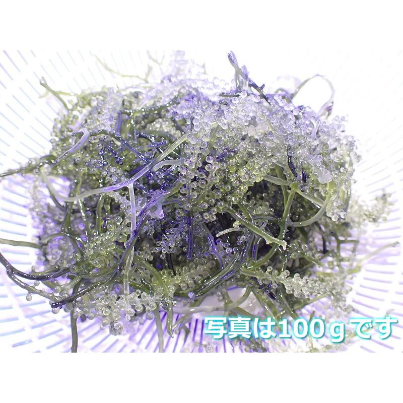 サンゴ 海藻 餌として リフジウム水槽にもok ウミブドウ 100ｇ 1パック サンプル画像 生体 Zh25 ペットバルーン ヤフー店 通販 Yahoo ショッピング
