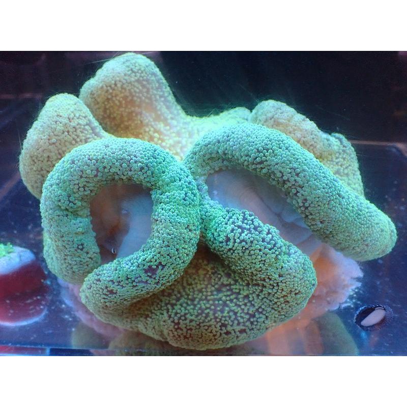 イボハタゴイソギンチャク エメラルドグリーン＆パープル 10cm