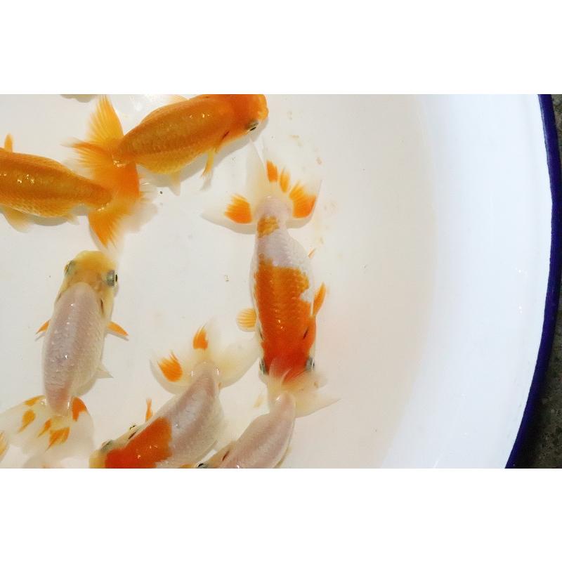 らんちゅう 激安大特価 らんちゅう 1匹 5cm 金魚 Zk02 ペットバルーン ヤフー店 通販 Yahoo ショッピング