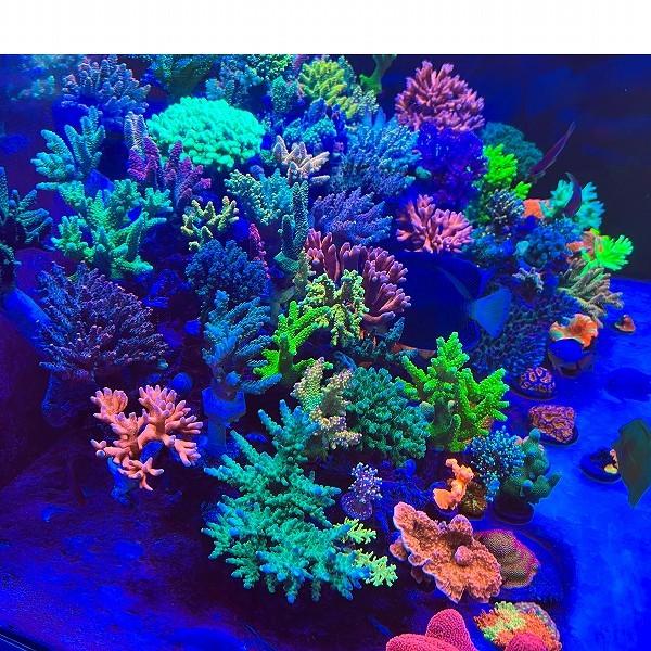飼育用品・器具】Chihiros Aquatic Studio NOVA 1 for サンゴ 飼育用品・器具】Chihiros Aquatic Studio NOVA 1 for サンゴ