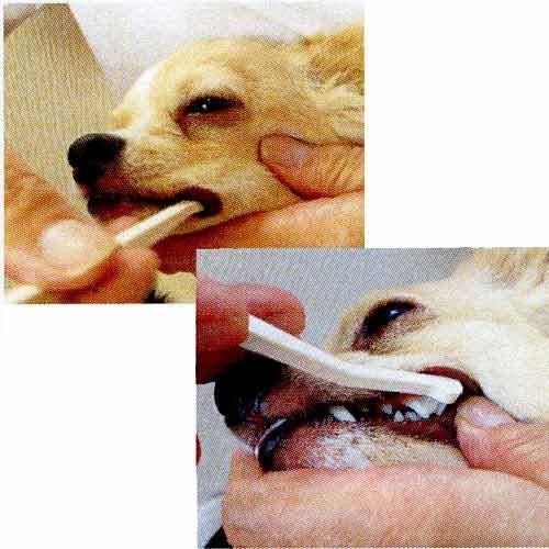 犬口ケア　歯ブラシ　マイクロヘッド　【メール便対応】★ | 犬口ケア | 01