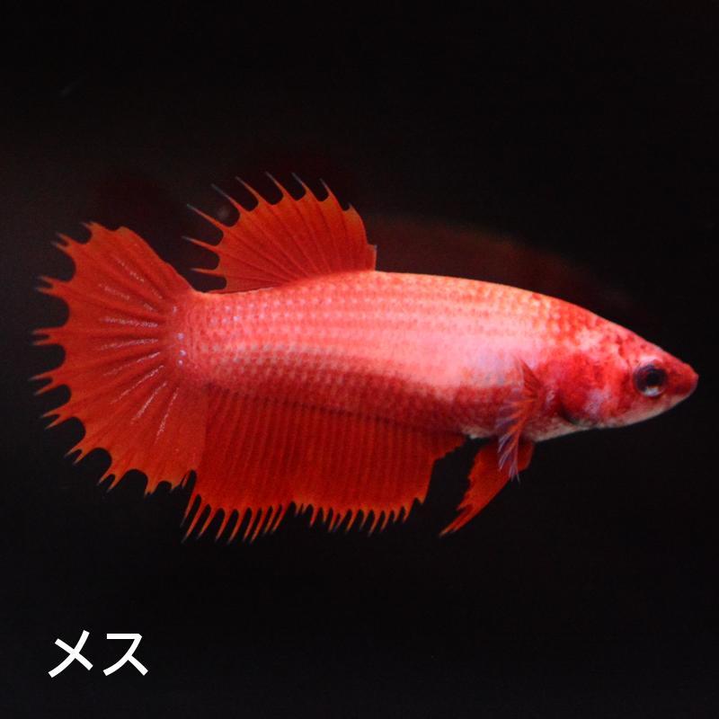ベタ 熱帯魚 生体 クラウンテール レッド メス : ベタ専門店 ペット 