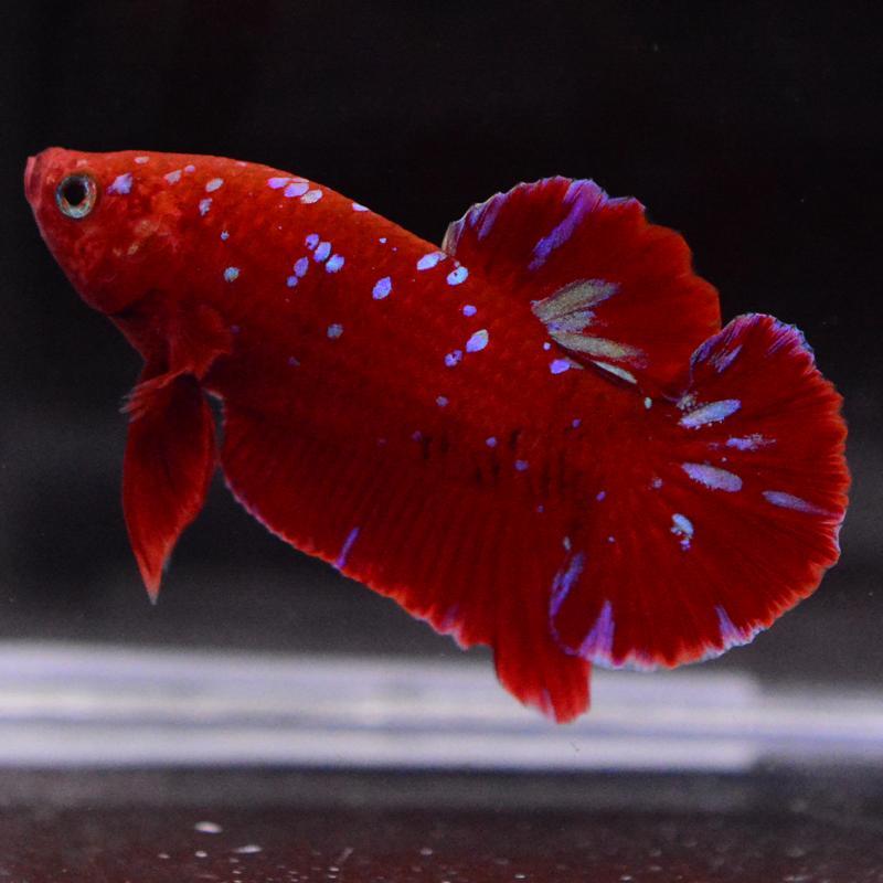ベタ 熱帯魚 生体 プラカット レッドゴールドブルーギャラクシー オス