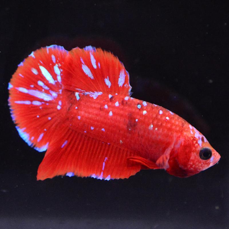 ベタ　熱帯魚 ベタの魅力を紹介：美しい熱帯魚ベタを育てるポイント - Greeen Mercado