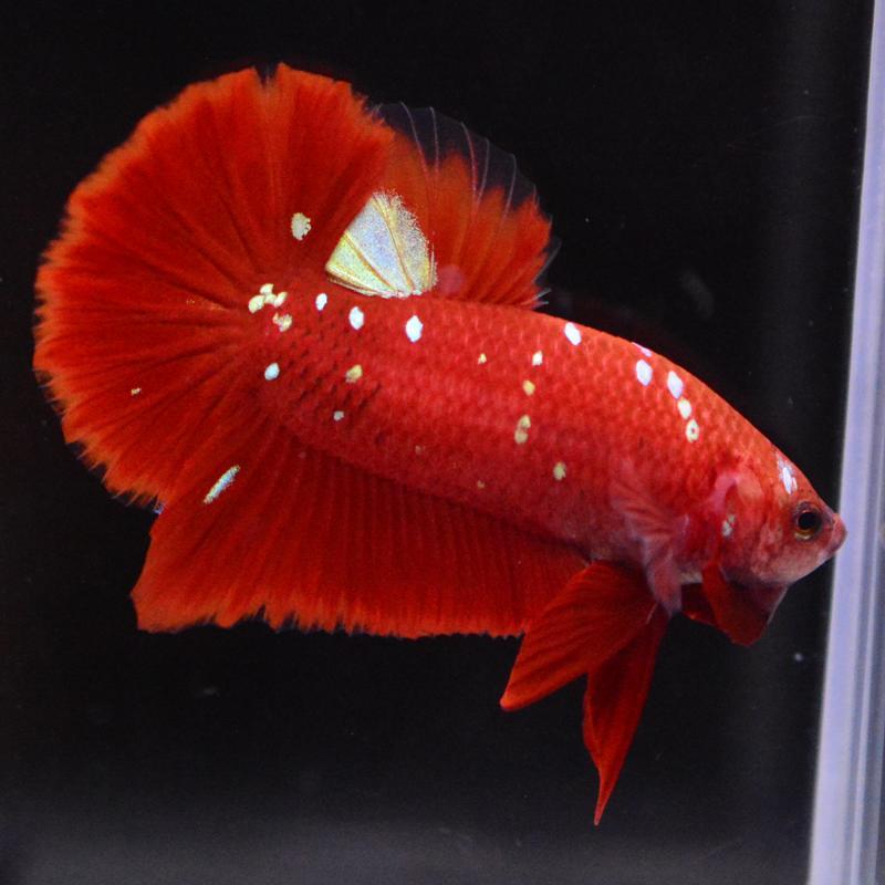 ベタ 熱帯魚 生体 プラカット レッドゴールドブルーギャラクシー オス 