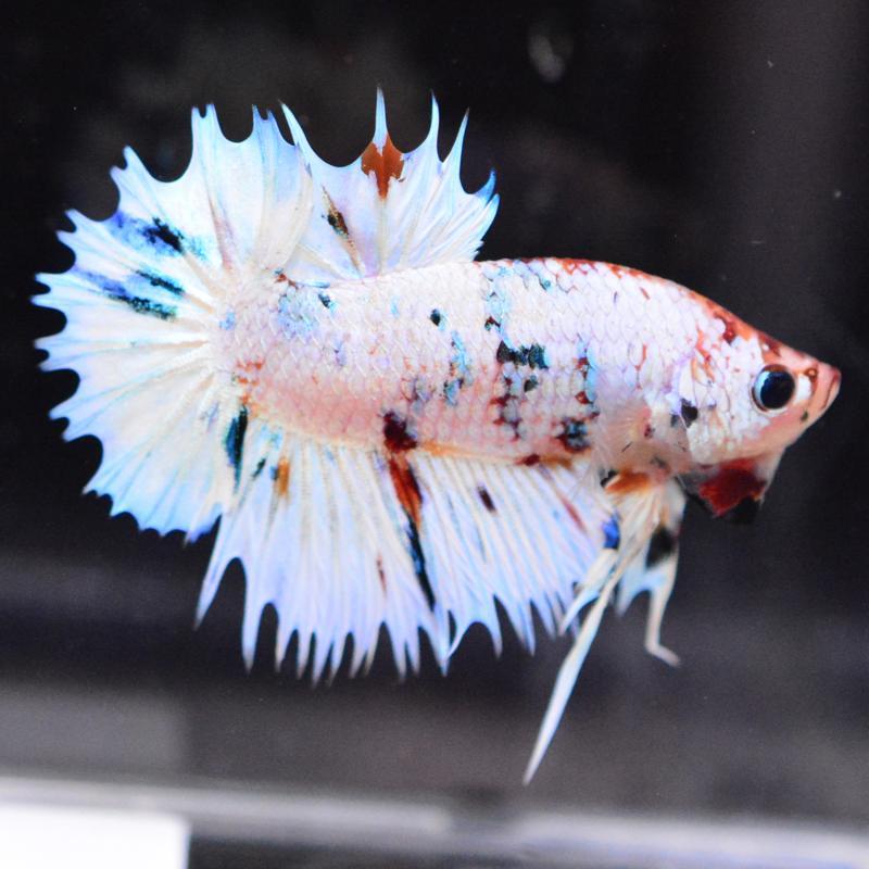 ベタ 熱帯魚 生体 クラウンテールプラカット キャンディ オス ブルー系