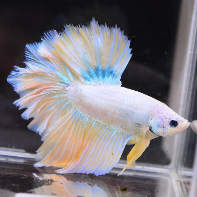 楽天市場】ベタ ハーフムーン（観賞魚｜熱帯魚・アクアリウム 熱帯魚 ベタ セール開催中